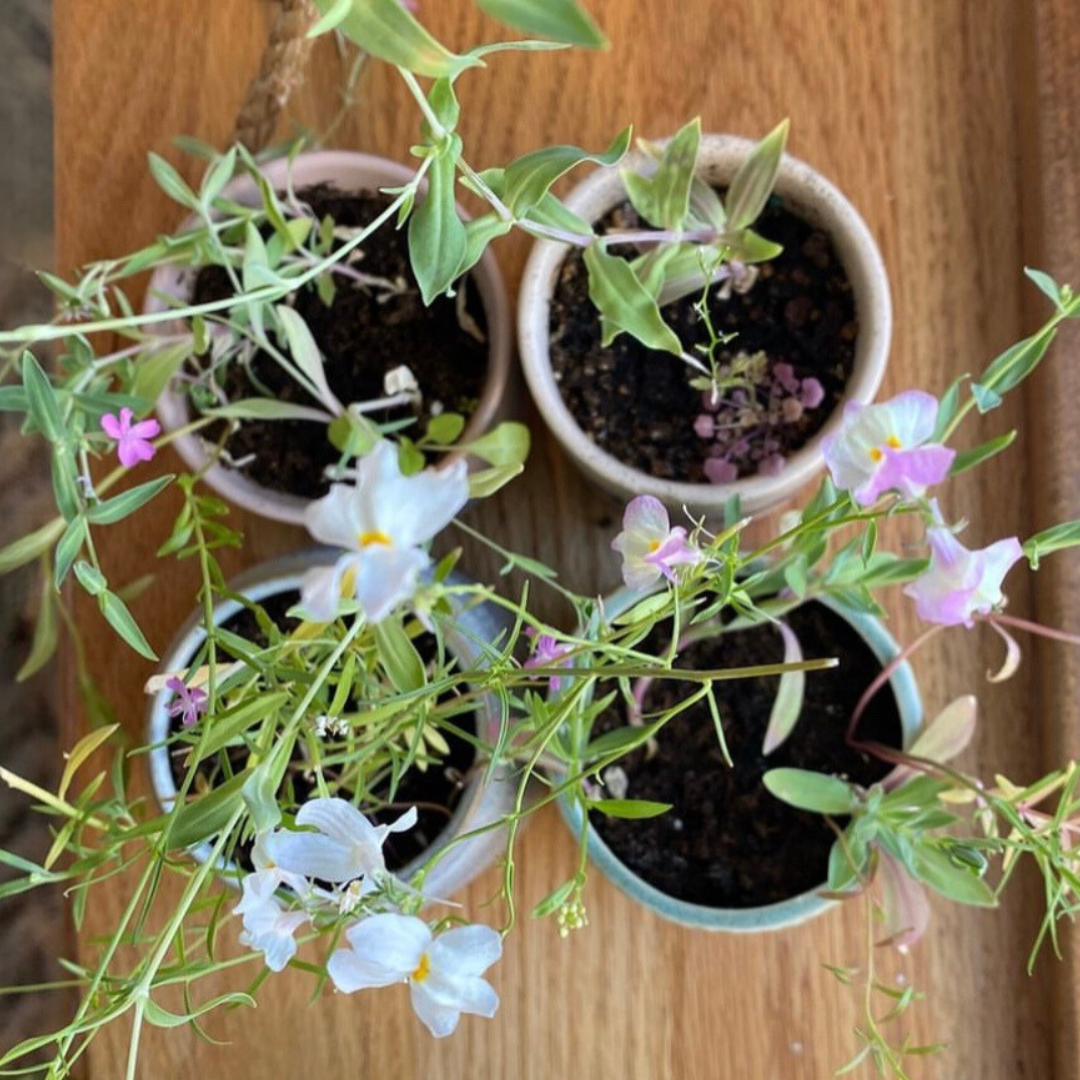 Edith: Rosemary + Sage