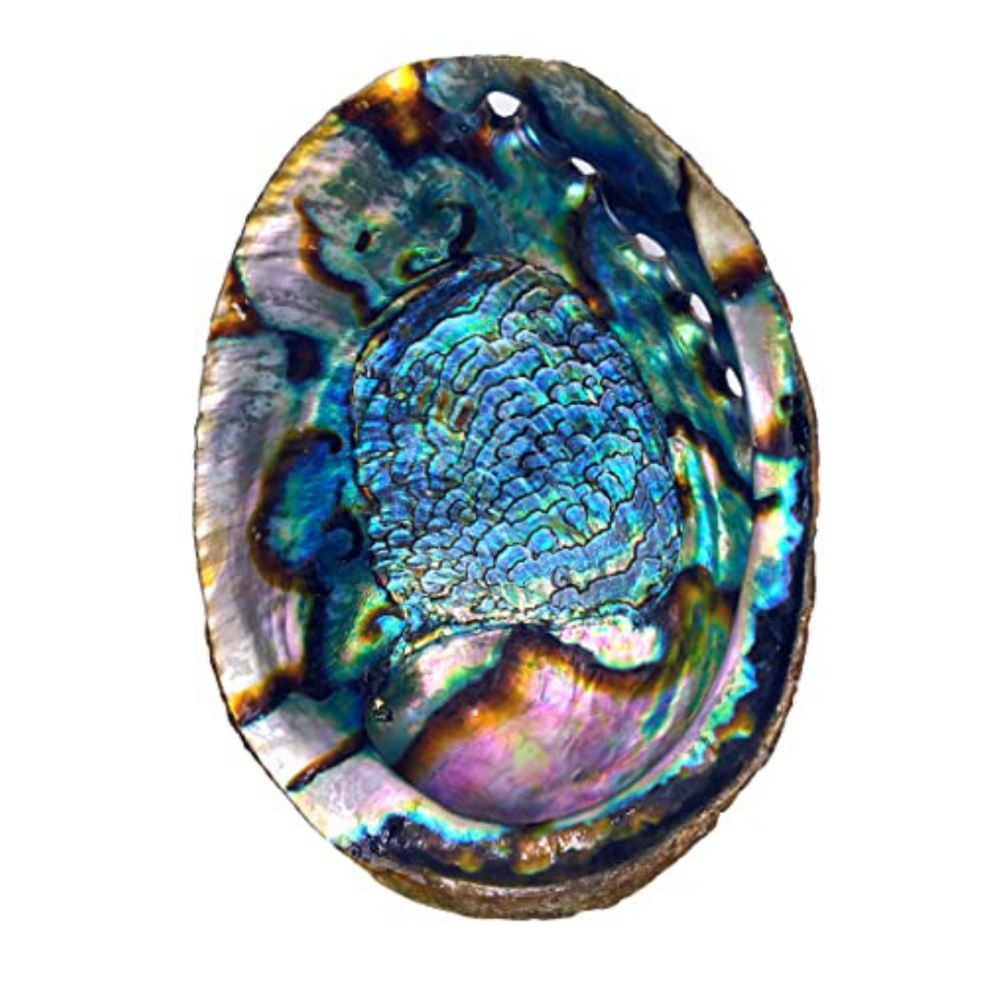 Abalone Shell Dish | Paua Home Decor Smudging Healing Ritual