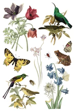 Wilde Bloemen Transfer™ by IOD (Pad of 8 - 8"x12" sheets) - Will Ship Week of 2/24!